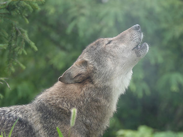 動物動画で癒やされよう