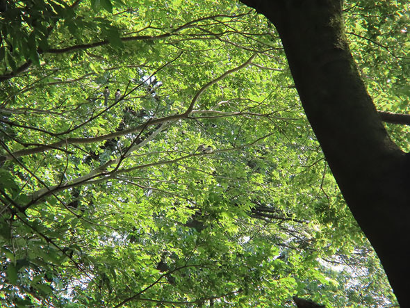 PowerShot ZOOM