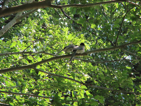 PowerShot ZOOM