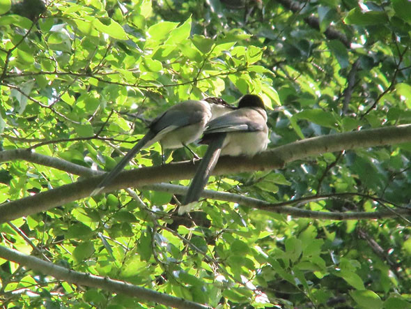 PowerShot ZOOM