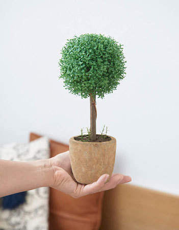 観葉植物：そもそも光触媒とは？