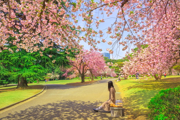 ソロ花見