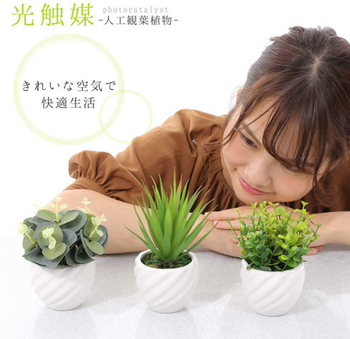観葉植物(卓上サイズ):光触媒加工付きなら、消臭・抗菌効果が期待できる