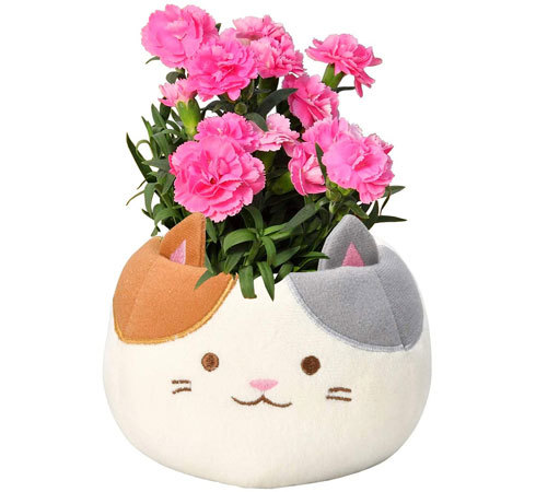 「三毛猫カーネーション」