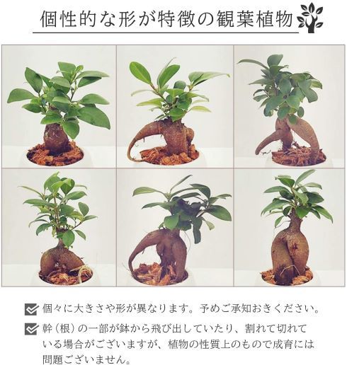 花のギフト社「ガジュマルの木」