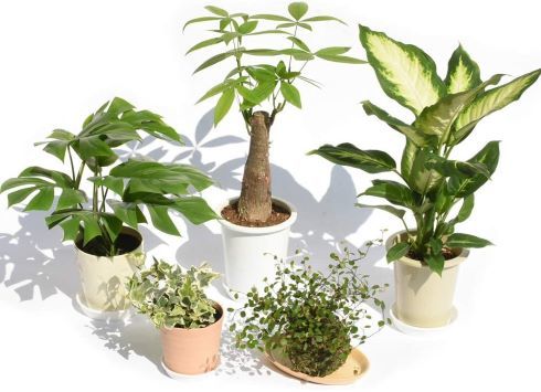 パキラと観葉植物専門店Marubun「観葉植物お試し5鉢セット」