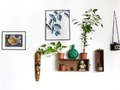 人気の「観葉植物」は？　売れ筋ランキングからピックアップ！　おうち時間に癒しを【2021年8月版】