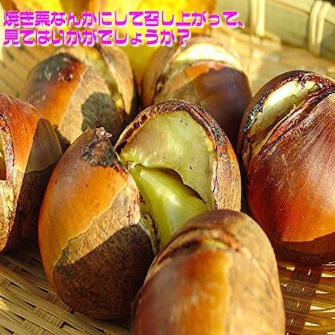 808青果店「大粒生栗3L規格 約1kg」