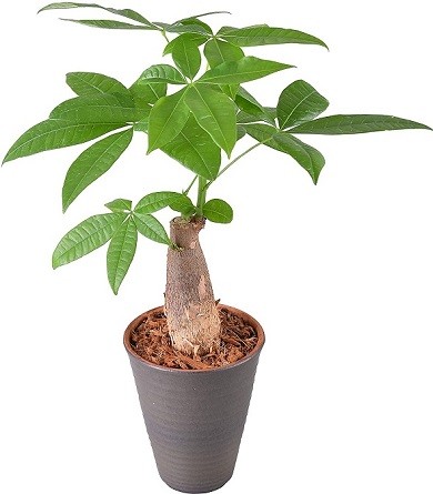 花のギフト社「パキラ」