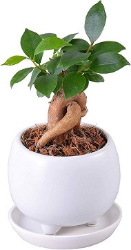 花のギフト社「ガジュマルの木」