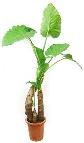 MAKIMO PLANT「クワズイモ 10号サイズ」