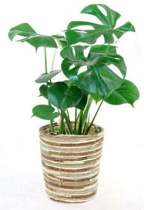 観葉植物の専門店 彩植健美「ヒメモンステラ6号鉢」