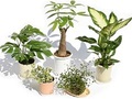 「観葉植物」初めてでも育てやすいおすすめ5選【2021年10月版】