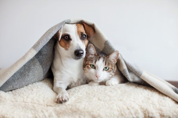 Gladskikh Tatiana/shutterstock.com