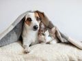 【アイリスオーヤマ】ベストセラーの「犬・猫ペットグッズ」6選　定番人気のケージやサークルは見逃せない〜【2021年10月版】