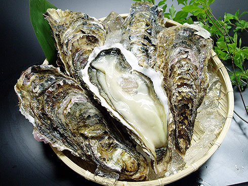 かきや「三陸産 殻付 生牡蠣 10個セット」