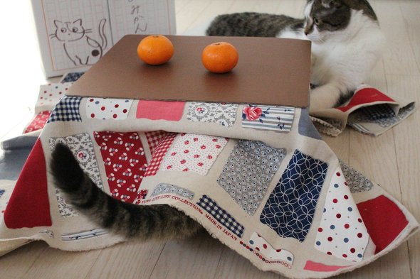 「猫と、こたつと、思い出みかん」