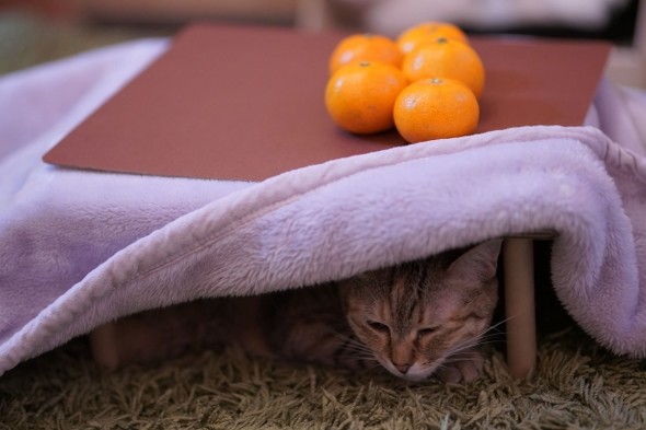 「猫と、こたつと、思い出みかん」