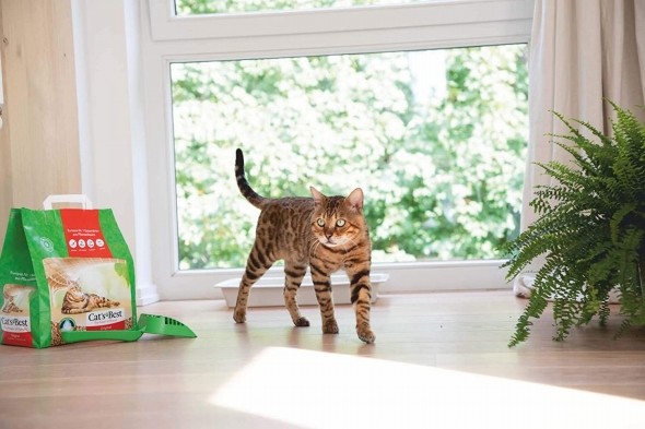 キャッツベスト「キャッツベスト オリジナル」