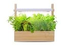 おしゃれな植物育成ライト「GrowHerb」販売スタート オールシーズン好きな植物を育てられる!