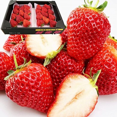 食の達人森源商店 いちご 越後姫 約600g