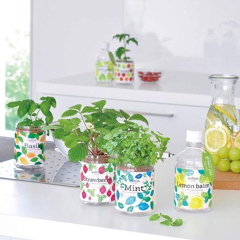 聖新陶芸「育てるグリーンペット」