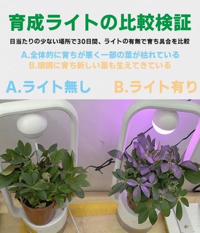 多肉植物を飾るテーブルランプ "TANIQUE"