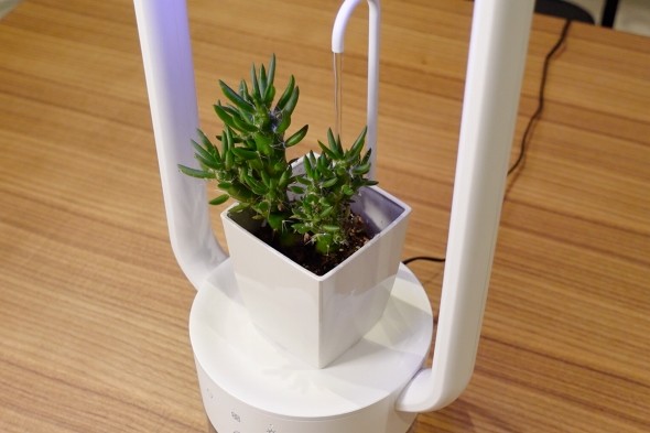 多肉植物を飾るテーブルランプ "TANIQUE"