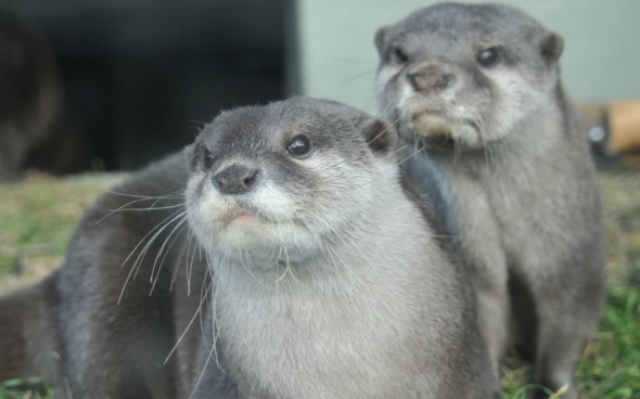 しながわ水族館