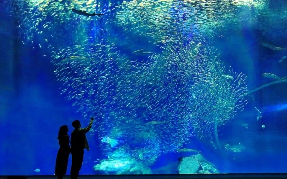 アクアワールド茨城県大洗水族館