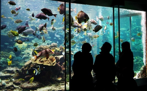 10位 串本海中公園