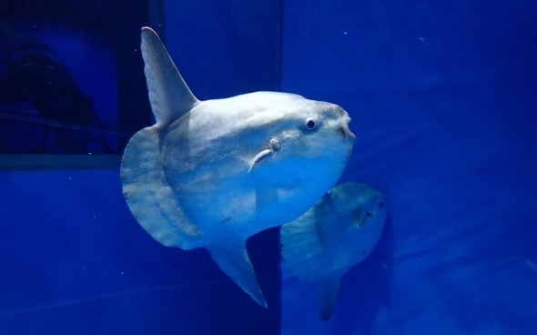 アクアワールド茨城県大洗水族館