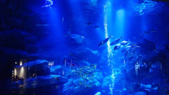 すみだ水族館に入ると「さかな〜」「チンアナゴ〜」の名言が聞こえてきた……