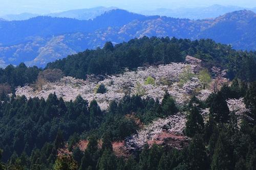 関東のお花見登山スポット