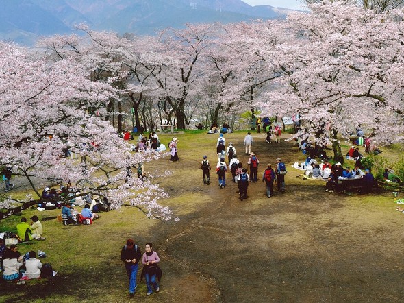 関東のお花見登山スポット