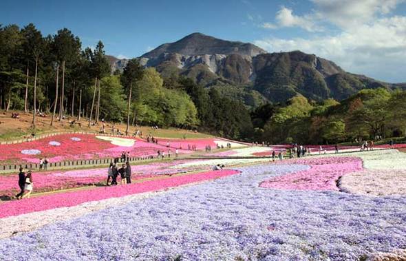 関東のお花見登山スポット