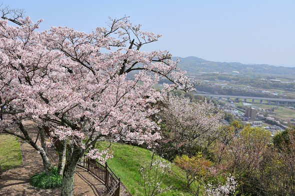 関東のお花見登山スポット