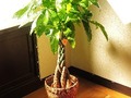 「観葉植物」おすすめ5選　縁起が良い＆育てやすい植物が人気　お部屋を癒やし空間に【2023年4月版】
