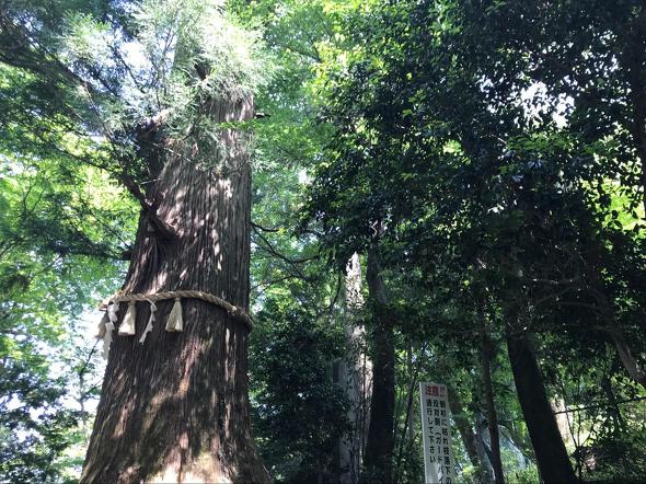 高尾山