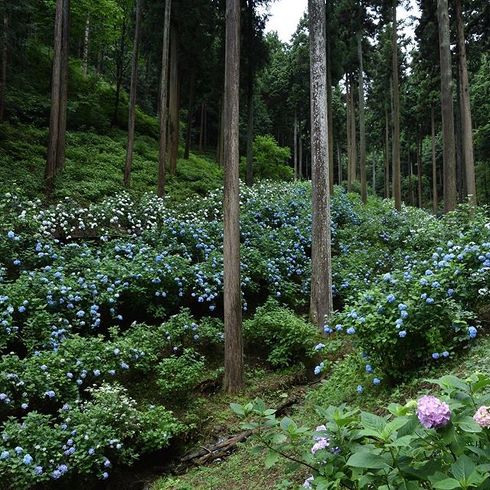 アジサイが名物の山