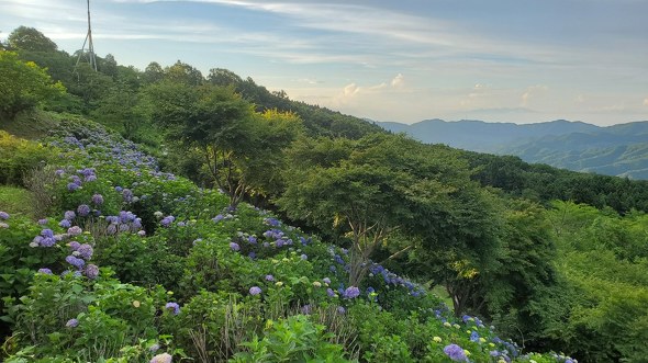 アジサイが名物の山