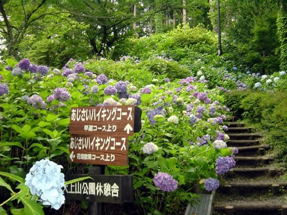 アジサイが名物の山