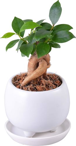 花のギフト社 ガジュマル
