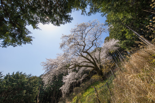 写真