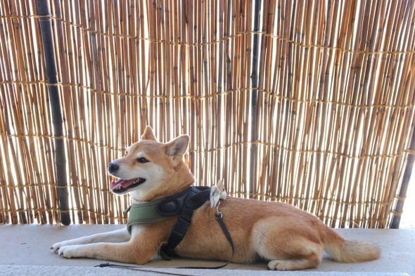 フォト