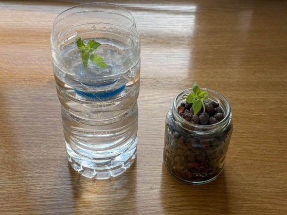 室内で育てれば、料理中に収穫できる