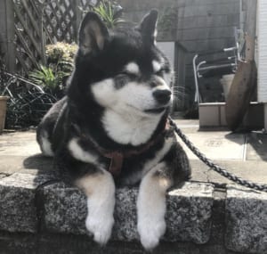 吉河卓人