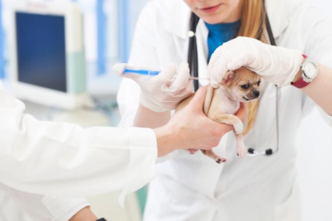 犬コロナウイルス感染症はワクチンで予防が可能