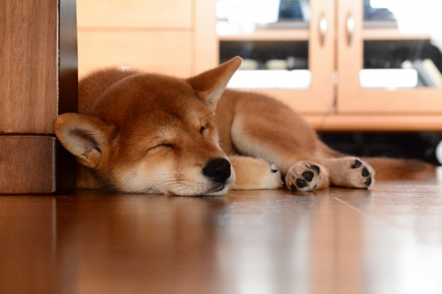 1位：柴犬（画像は「写真AC」より引用）