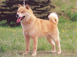 37位：北海道犬（画像は「ジャパンケネルクラブ」より引用）